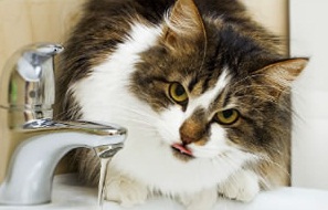 Katinas geria daug vandens