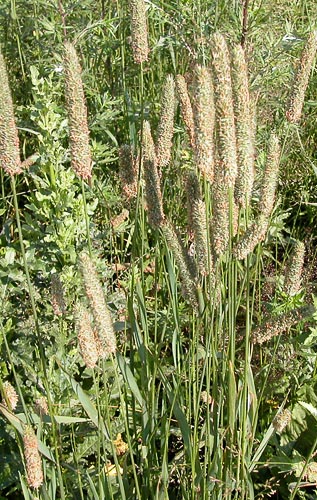 Pasarinis motiejukas
